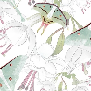 The Beauty of India -  Luna Moths &  Fuchsia on White (Large Format)