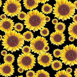 Sunflower Field on black (large)