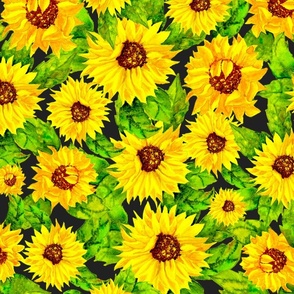 Sunflowers in the sun 