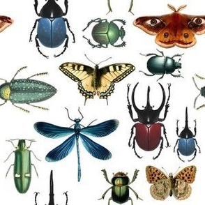 Bug Collage 1