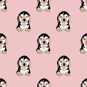  Cute Beagle Puppy Portrait on Pink Pastel 