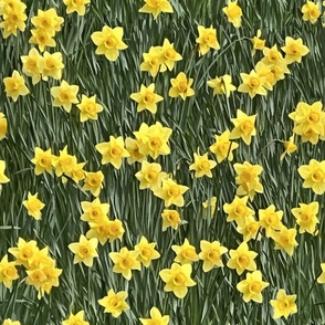 Field of Daffodil: Medium