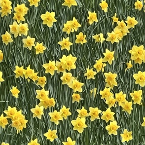Field of Daffodil: Large
