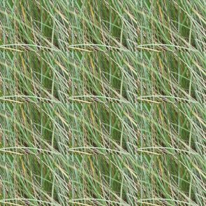 Whispering Grass