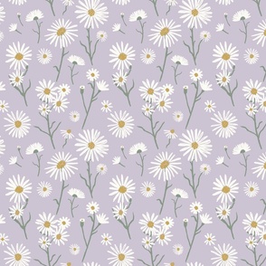 White aster, daisies, floral on soft purple lavender