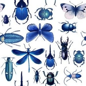 Blue Bugs, Beetles and Butterflies