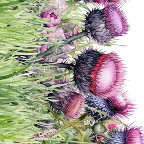 DOUBLE BORDER SPRING PURPLE THISTLE ON WHITE FLWRHT