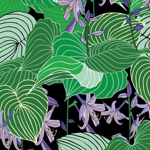 Hosta leaves with flowers on a dark background