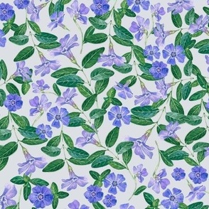Hand Drawn Watercolor Periwinkle Field on Light Grey, L