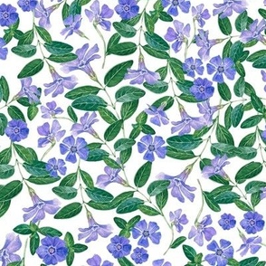 Hand Drawn Watercolor Periwinkle Field on White, L