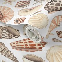 Hand Painted Watercolour Seashells