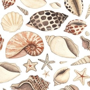 Hand Painted Watercolour Seashells