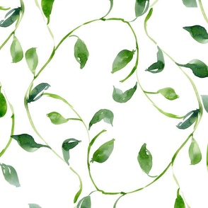 Watercolor ivy vines large scale on white