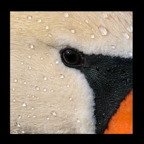 Mute Swan Close-Up Framed - Panel 