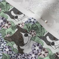 Small Floral Boston terrier portraits