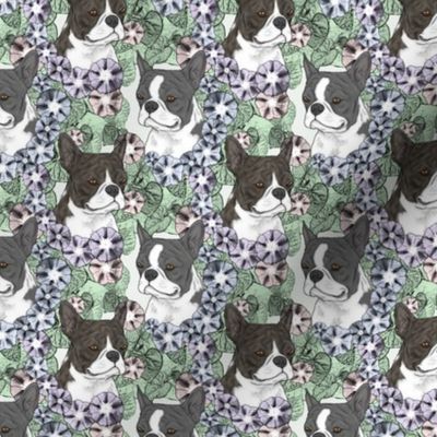 Small Floral Boston terrier portraits