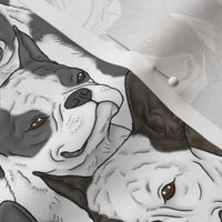 Boston terrier portrait pack