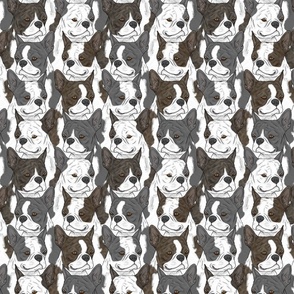 Boston terrier portrait pack