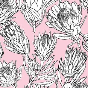 Protea Light Pink Large Scale