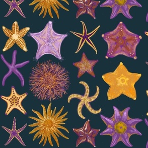 Stars of the Tidal Pools