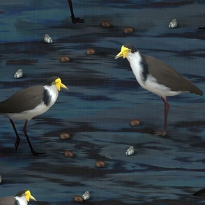 Midnight Blue Sea Plover Birds, Coastal Yellow Beaked Spur Winged Plover, Small Gray White Seashore Birds, Sea Bird Watching Ornithologist, Vacation Beach Seaside Memories, LARGE SCALE