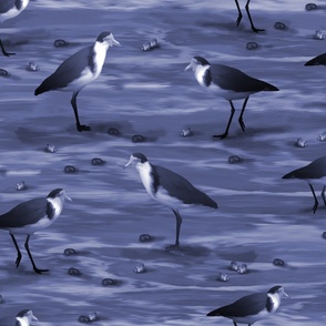 Ultramarine Blue Sea Bird Landscape, Swooping Masked Yellow Beak Plover Birds, Ornithology Bird Watching Lover, Wild Lapwing Plover Birds, Ornithologisy Hobby, Spur Winged Plover Seabird Waders, LARGE SCALE