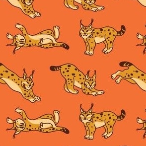 Wildcat lynx_orange
