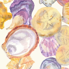 Okinawa Seashells