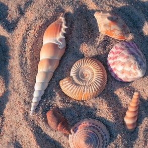 Seashell Collection in Sand Near Sunset Vertical Format