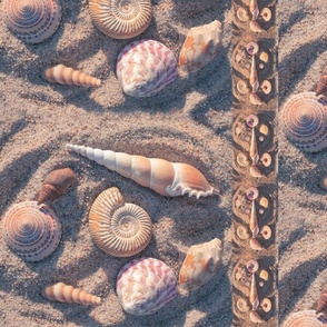 Shells Gathered at the Beach One Day