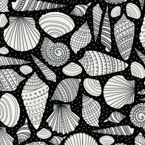 Shells found in black