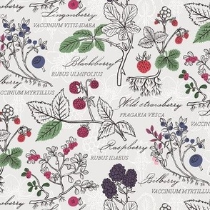 M / Forest Berries Botanical Illustration