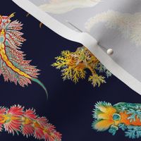 Colorful  Nudibranch Tossed on Midnight Blue Ernst Haeckel