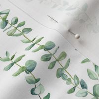 Watercolor Eucalyptus on white