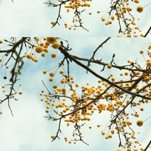 fall berries