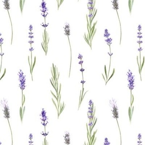 Watercolor Lavender on white