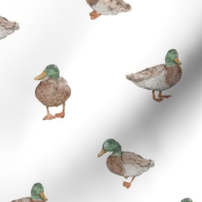 Cute Ducks | Watercolor | Medium