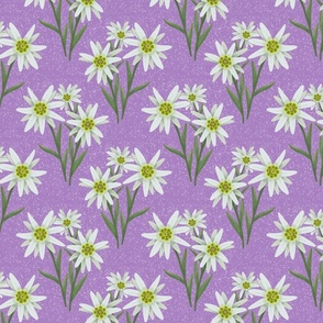 Edelweiss - purple