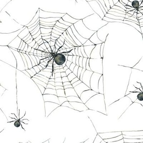 Spider web on white
