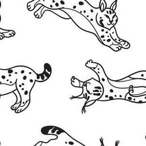 Wildcat lynx sketches