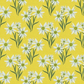 Edelweiss - yellow