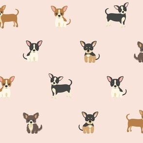 chihuahuas on pink 