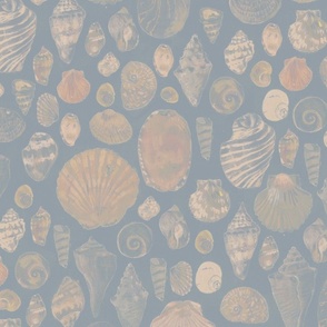 Shell Collection - sunbleached without texture