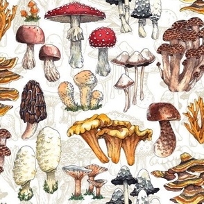 Mushrooms watercolour with drawings 
