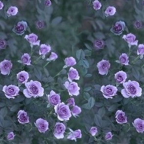 4x6-Inch Repeat of Veranda Roses in Lavender Amethyst Violet