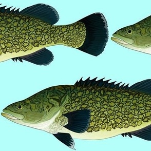 Murray Cod large on light blue