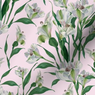 Hand Painted Watercolor White Peruvian Lilies on Light Pink, L