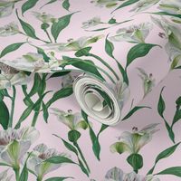 Hand Painted Watercolor White Peruvian Lilies on Light Pink, L