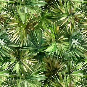 Sabal Palm of Florida