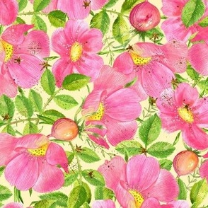 Pink flowers and rosehip buds, watercolor